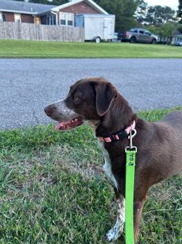 Amber -  Pointer Dog for Adoption in Chesapeake, Virginia - Amber | PetCurious
