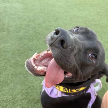 Mochi -  Pit Bull Terrier Dog for Adoption in Charlotte, North Carolina - Mochi | PetCurious