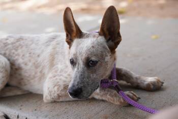 Rescue Australian Cattle Dog Blue Heeler Dogs for Adoption in El Paso, Texas - Dusty | PetCurious