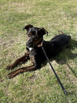 Mixed Breed Dogs Available for Adoption - JERSEY | PetCurious