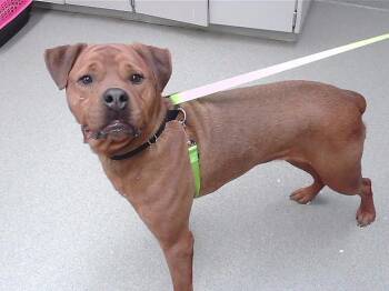 Rottweiler and Mixed Breed Dogs Available for Adoption - POKEMON | PetCurious