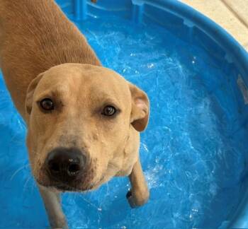 VINCE -  Labrador Retriever Dog for Adoption in Tulsa, Oklahoma - VINCE | PetCurious