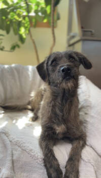 Rescue Schnauzer Dogs for Adoption in Tucson, Arizona - Rufo | PetCurious