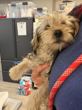 Tag -  Yorkshire Terrier Dog for Adoption in Grand Forks, North Dakota - Tag | PetCurious