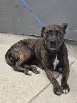 JAZZ -  Pit Bull Terrier Dog for Adoption in Tallahassee, Florida - JAZZ | PetCurious