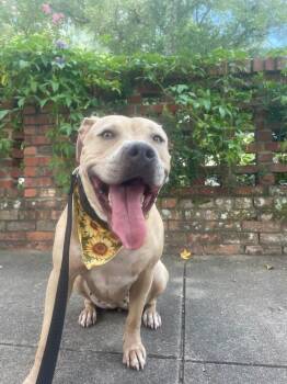 Jada -  American Staffordshire Terrier Dog for Adoption in Wilmington, North Carolina - Jada | PetCurious