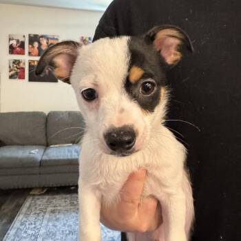Blueberry -  Terrier Dog for Adoption in Fort Pierce, Florida - Blueberry | PetCurious