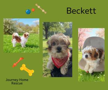 Shih Tzu Dogs Available for Adoption - Beckett | PetCurious