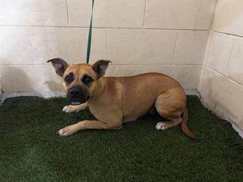 Rescue American Bulldog and Mixed Breed Dogs for Adoption in Winter Haven, Florida - A1246927 | PetCurious