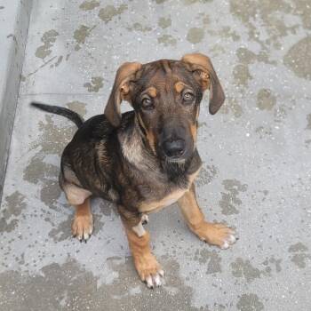 Hound Dogs Available for Adoption in Loxahatchee Groves, Florida - Boom 2245 | PetCurious