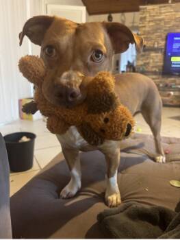 Gunner -  Corgi and Pit Bull Terrier Dog for Adoption in Fort Lauderdale, Florida - Gunner | PetCurious