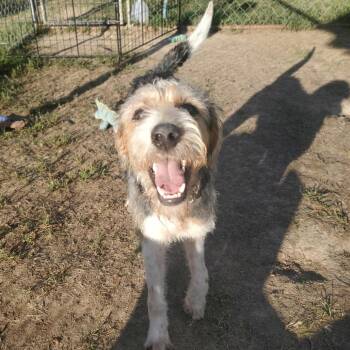 Marble -  Mixed Breed Dog for Adoption in Fredericksburg, Virginia - Marble | PetCurious