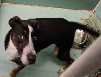 Rescue Shepherd Dogs for Adoption in Roanoke, Virginia - Lil Chuck Norris | PetCurious