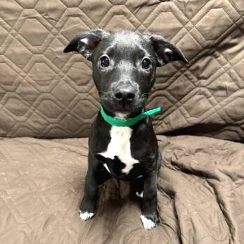 Rescue Border Collie Dogs for Adoption in Muscatine, Iowa - Ivy | PetCurious