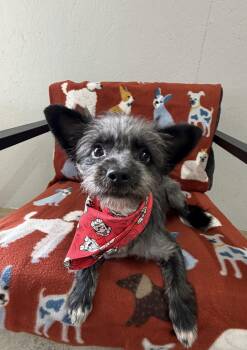 Skippy -  Pomeranian and Yorkshire Terrier Dog for Adoption in Grove, Oklahoma - Skippy | PetCurious