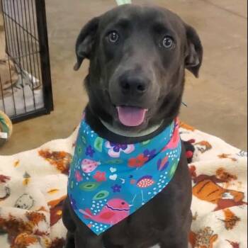 Rescue Weimaraner Dogs for Adoption in Woolwich, Maine - Wrigley | PetCurious