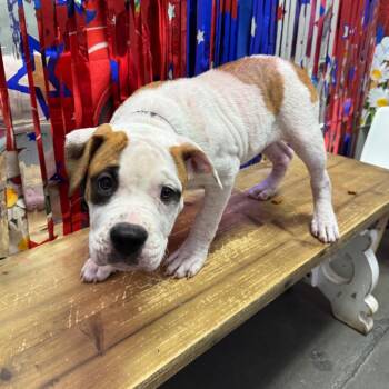 Marnie -  Boxer and American Bulldog Dog for Adoption in Normal, Illinois - Marnie | PetCurious