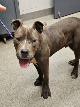 GAVIN -  Pit Bull Terrier and Mastiff Dog for Adoption - GAVIN | PetCurious