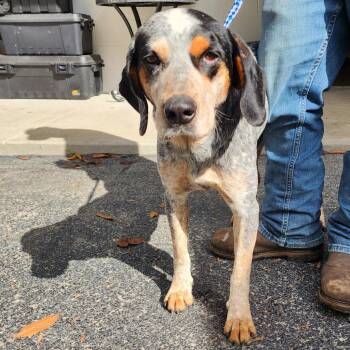 Australian Cattle Dog Blue Heeler and Hound Dogs Available for Adoption in Evensville, Tennessee - Happy | PetCurious