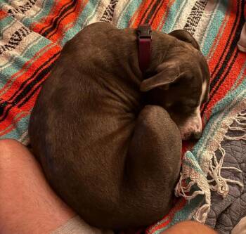 Pit Bull Terrier Dogs Available for Adoption - Sweet Pea | PetCurious