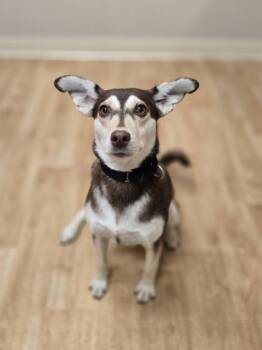 Rescue Retriever Dogs for Adoption in Woodstock, Illinois - Willow | PetCurious