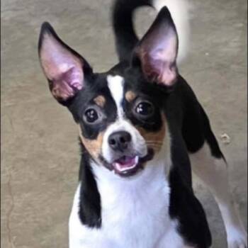 Angel -  Chihuahua and Mixed Breed Dog for Adoption - Angel | PetCurious