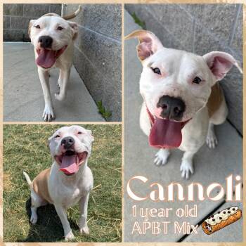 Rescue Pit Bull Terrier Dogs for Adoption in Greenwood, Indiana - Cannoli | PetCurious