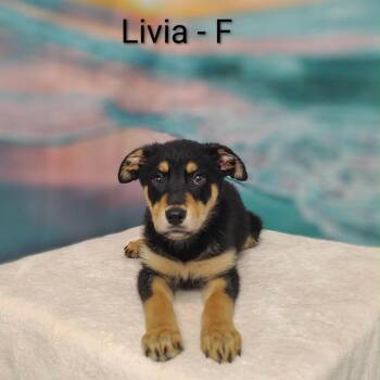 Livia -  Shepherd and Mixed Breed Dog for Adoption in Griswold, Connecticut - Livia | PetCurious