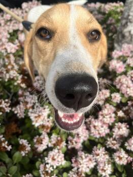 Hound and Great Pyrenees Dogs Available for Adoption in Mooresville, North Carolina - Shayla | PetCurious