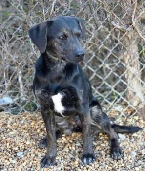 Plott Hound Dogs Available for Adoption in Washington, District Of Columbia - Wanda | PetCurious