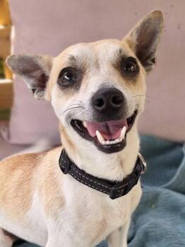 Chihuahua Dogs Available for Adoption in Woodland, California - *NIRVANA | PetCurious