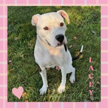 Rescue Pit Bull Terrier Dogs for Adoption in Mokena, Illinois - Lacey | PetCurious