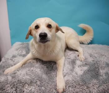 Sugar -  Great Pyrenees and Retriever Dog for Adoption in Loogootee, Indiana - Sugar | PetCurious