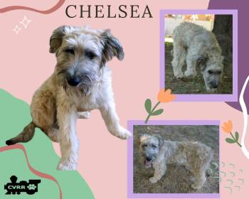 Chelsea -  Wheaten Terrier and Terrier Dog for Adoption in Lindsay, California - Chelsea | PetCurious