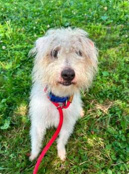 Hemingway -  Miniature Poodle and Miniature Schnauzer Dog for Adoption in Brunswick, Ohio - Hemingway | PetCurious