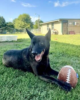 Mela -  Dutch Shepherd Dog for Adoption in Tunica, Mississippi - Mela | PetCurious