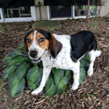 Conway -  Beagle Dog for Adoption in Mckean, Pennsylvania - Conway | PetCurious