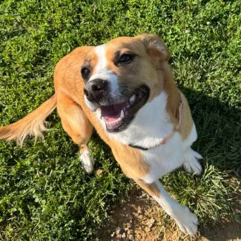 Rescue Border Collie and Mixed Breed Dogs for Adoption in Wilmington, Delaware - Willow | PetCurious