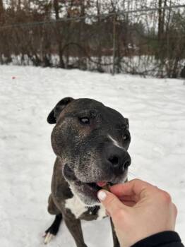 Charlie -  Boxer and Mixed Breed Dog for Adoption in Ellijay, Georgia - Charlie | PetCurious