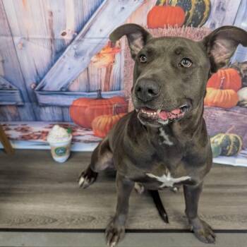 Rescue Cane Corso Dogs for Adoption in Houston, Texas - Toby | PetCurious