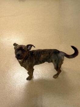 Max -  American Bulldog and Mixed Breed Dog for Adoption in North Miami Beach, Florida - Max | PetCurious