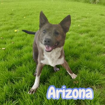 Arizona - leash & crate trained. Dog friendly & older kids. -  Australian Cattle Dog Blue Heeler Dog for Adoption in Chuckey, Tennessee - Arizona - Leash & Crate Trained. Dog Friendly & Older Kids. | PetCurious