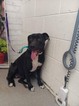 Pit Bull Terrier and Labrador Retriever Dogs Available for Adoption in San Bernardino, California - LILO | PetCurious