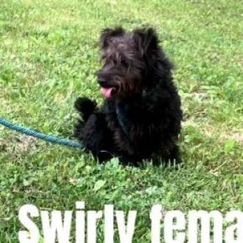 Swirly -  Terrier and Mixed Breed Dog for Adoption in Falls Church, Virginia - Swirly | PetCurious