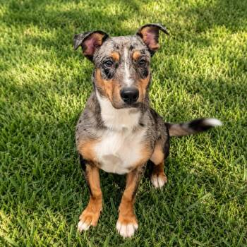 Clancy 26-07-003 -  Cattle Dog Dog for Adoption in Bastrop, Texas - Clancy 26-07-003 | PetCurious