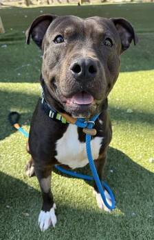 Mixed Breed Dogs Available for Adoption - Worm | PetCurious