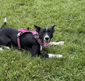 Australian Terrier Dogs Available for Adoption in Brownstown, Indiana - Sadie | PetCurious