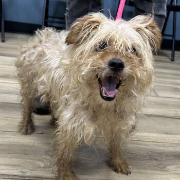 Marge -  Terrier and Mixed Breed Dog for Adoption in Newark, New Jersey - Marge | PetCurious