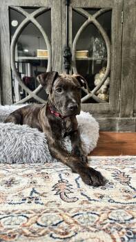 Rescue Mixed Breed Dogs for Adoption in Charlotte, North Carolina - Boone | PetCurious