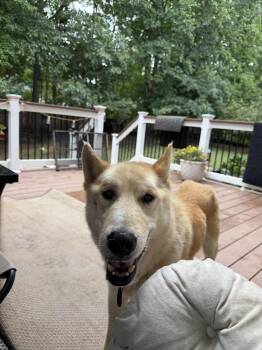 Nico 7333 -  German Shepherd Dog Dog for Adoption in Centreville, Virginia - Nico 7333 | PetCurious